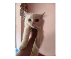 Persian Cat